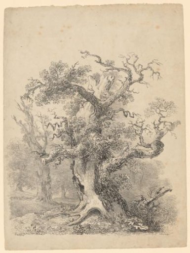 Oak tree