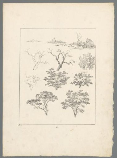 Tree branches