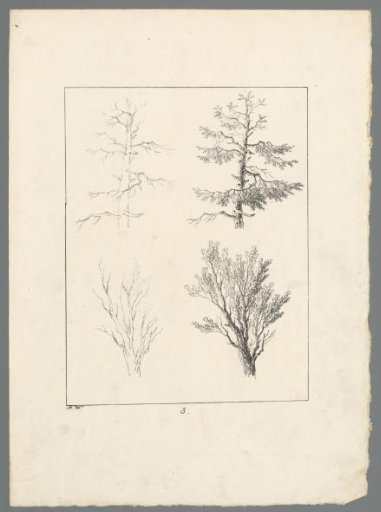Four tree branches
