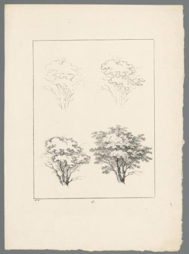 Tree branches
