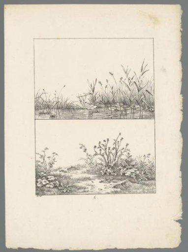 Plants by the water and plants in the grass