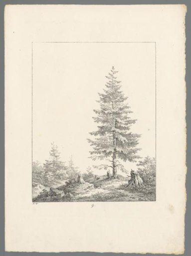 Landscape with a pine tree