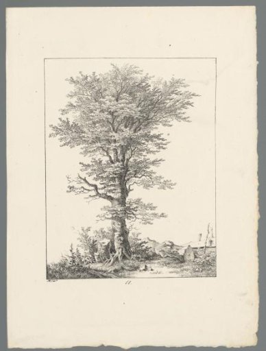 Tree in a landscape