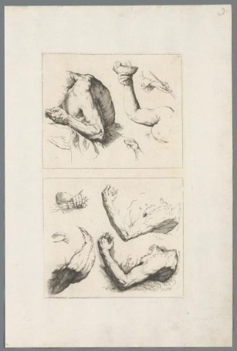 Studies of Arms and Shoulders