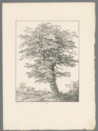 Tree in a landscape