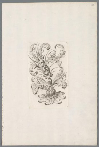 Acanthus leaves from a flower