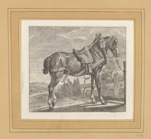 Draft Horse Tethered to a Fence