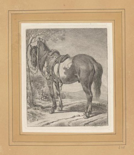 Draft Horse Tethered to a Tree
