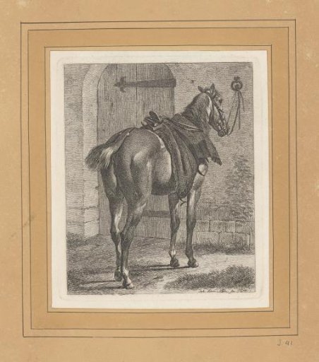 Draft Horse Tethered to a Wall Ring