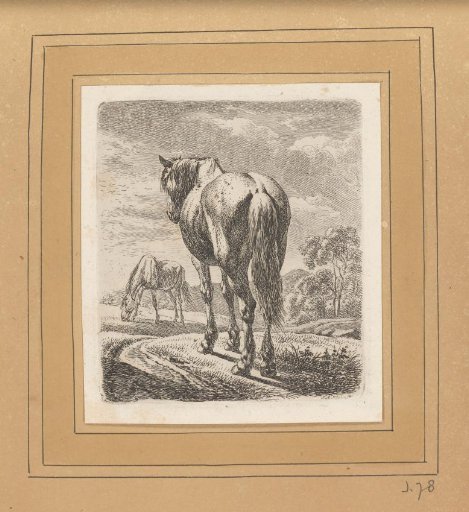 Two Horses in a Meadow