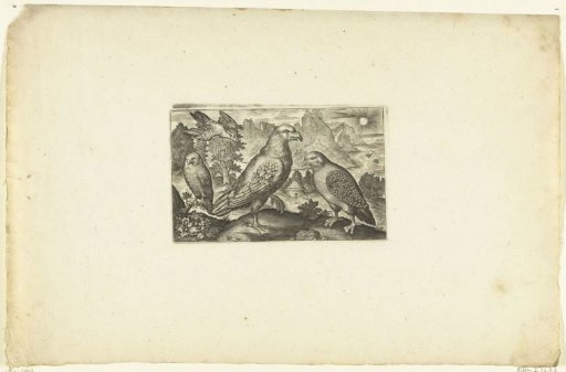 Eagle and partridge