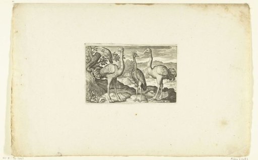 Two ostriches flanking a crowned crane