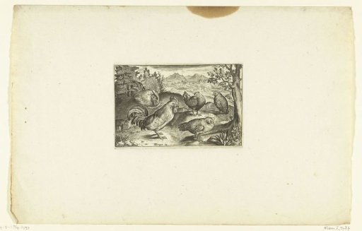 Three hens and two roosters