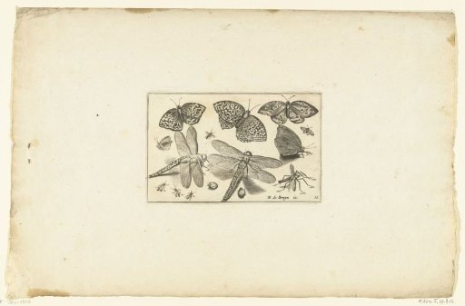 Butterflies and dragonflies