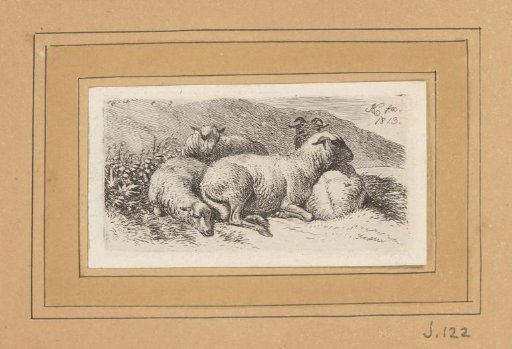 Four Recumbent Sheep