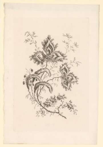 Flowers with pointed leaves