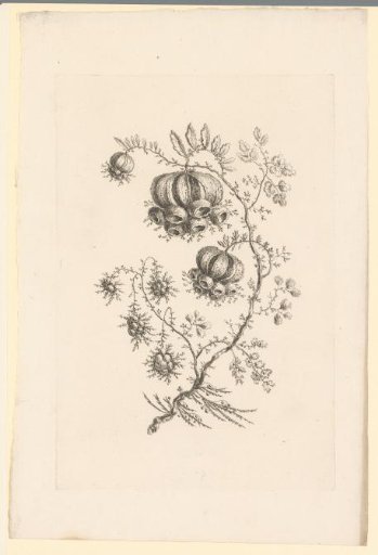 Lantern-shaped flowers