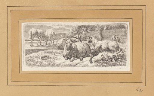 Five sheep by a fence