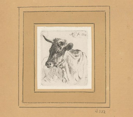 Cow's head