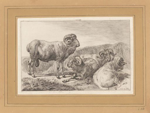 Merino Sheep