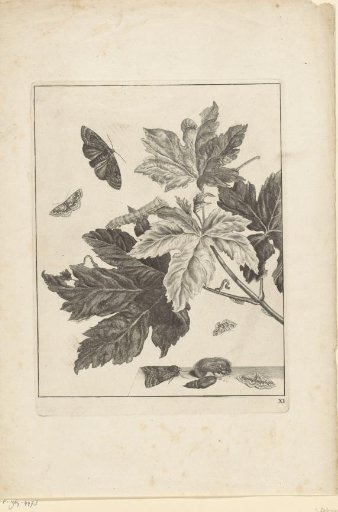Caterpillars and cocoons on leaves