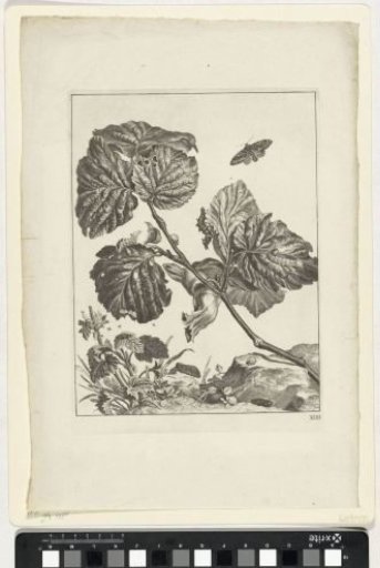 Plants, caterpillars and insects