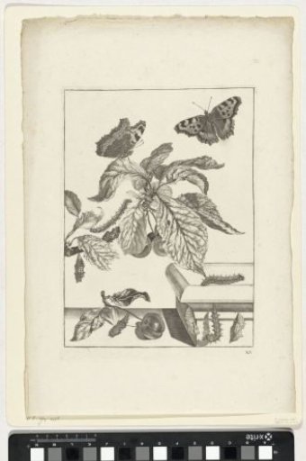 Plum branch with caterpillars and butterflies