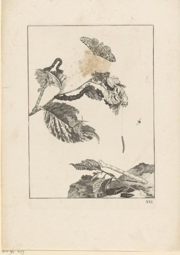 Caterpillars and butterflies on foliage, one caterpillar hanging from a thread