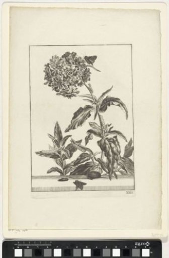Flowering plant with caterpillars and butterflies