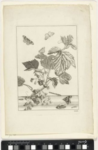 Butterflies on foliage