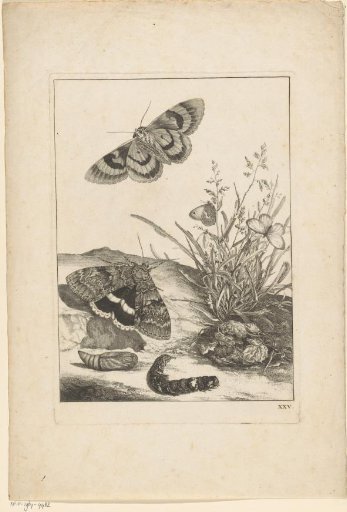Butterflies, caterpillar and cocoon