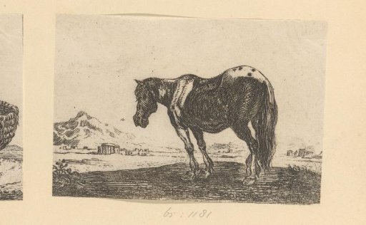 Horse in a landscape