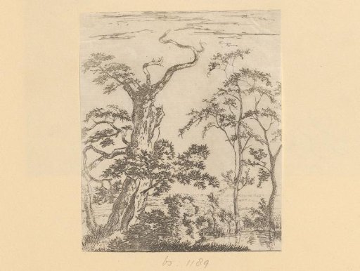 Trees at the edge of a pond