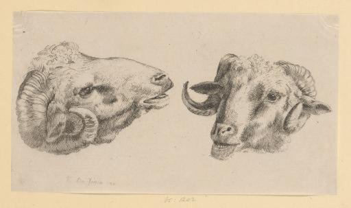 Two ram heads