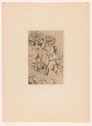 Roses