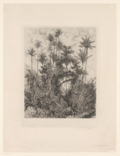 View of palm trees and ferns
