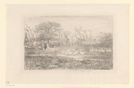 Geese on a meadow