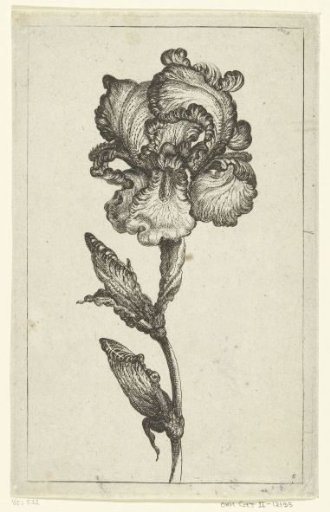 Iris
