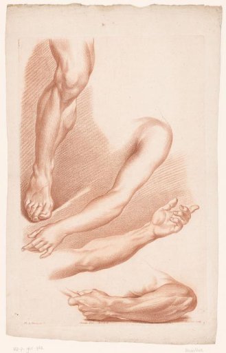 Various Views of a Leg and Arms