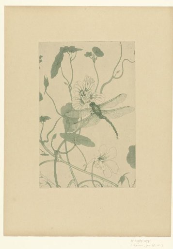 Dragonfly on flower of Indian cress