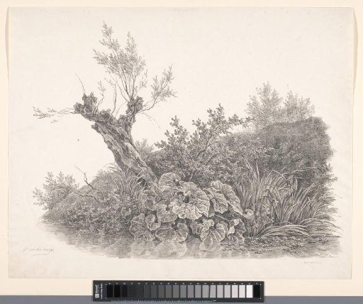 Weeping willow and plants on the water's edge