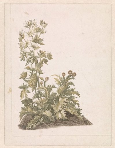 Blooming Thistles
