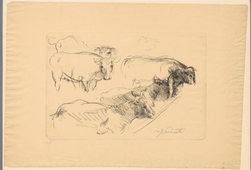 Cows