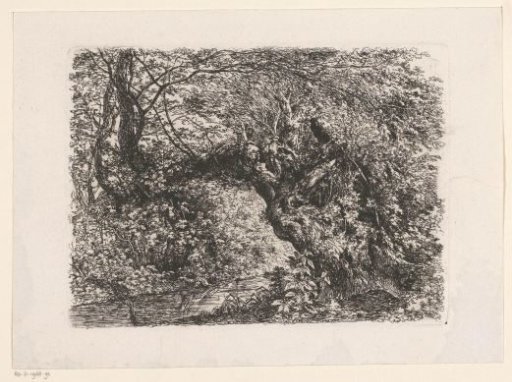 Gnarled Tree by the Water's Edge