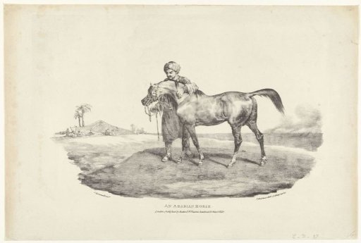 Arabian Thoroughbred Horse