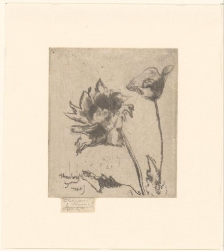 Composition with two flowers