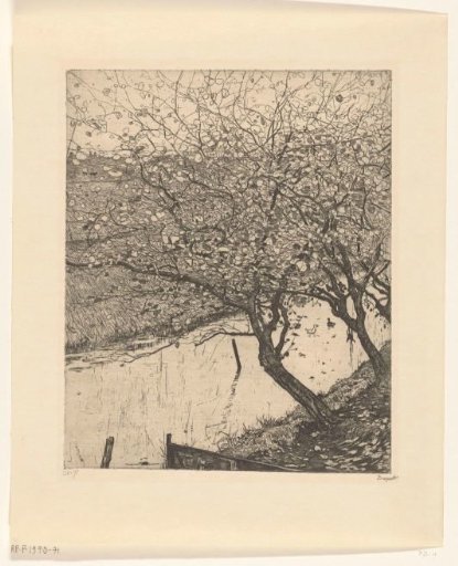 Leaning apple trees along a ditch