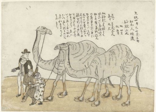Camel and Dromedary