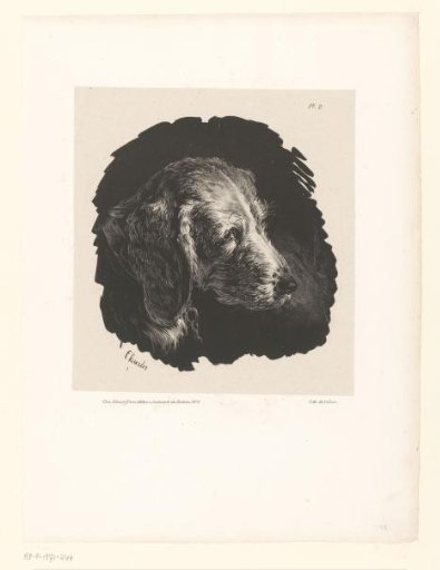 Dog's head