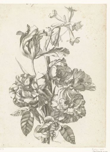 Bouquet of Peonies, a Tulip, and a Brodiaea